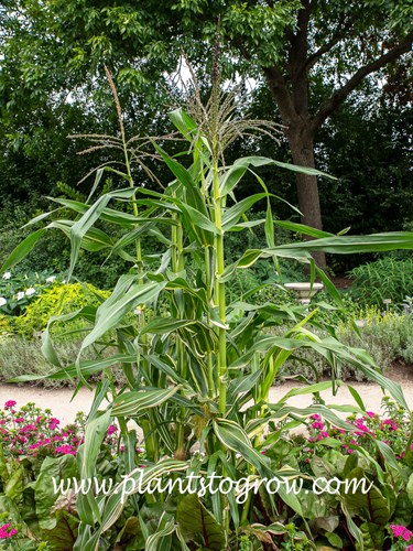 Victorian Striped Maize (Zea mays var japonica)